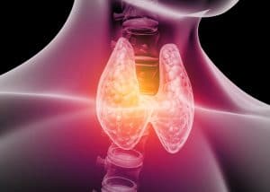 Thyroid location in the body.